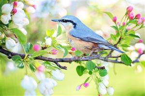 Bluebird on Apple Blossoms