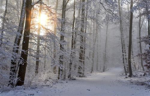 Snowy Tree lined path with sun