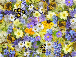 Array of Spring Flowers
